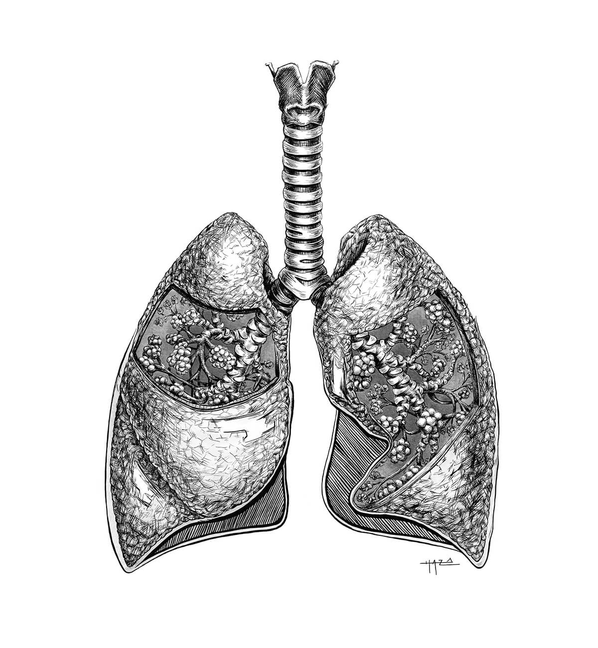 Lungs Drawing Vector Images over 3000